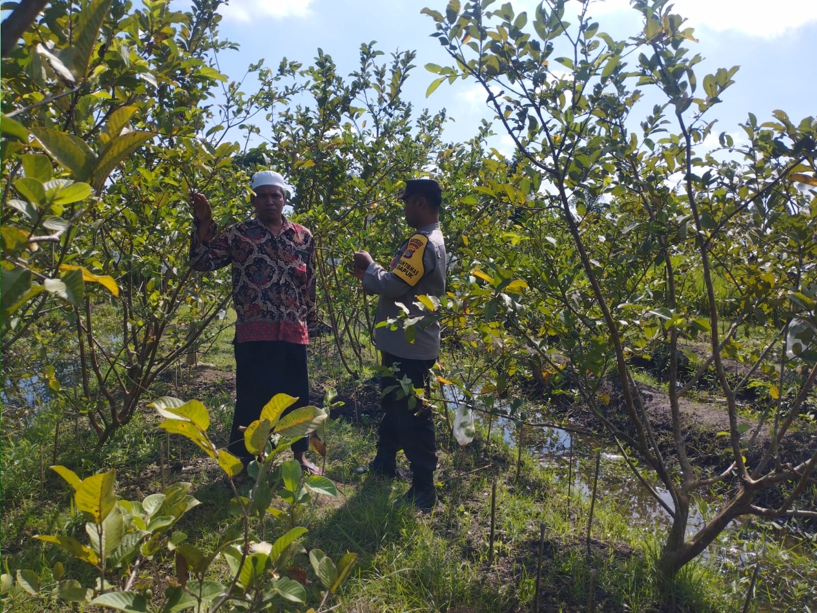 Bhabinkamtibmas Gapuk Dukung Petani Jambu Kristal di Gerung