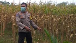 Bhabinkamtibmas Jagaraga Dukung Ketahanan Pangan di Dusun Beremi