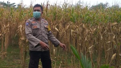 Bhabinkamtibmas Jagaraga Dukung Ketahanan Pangan di Dusun Beremi