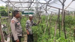 Polres Loteng Tinjau Lahan Pekarangan Pangan Bergizi Milik Warga.