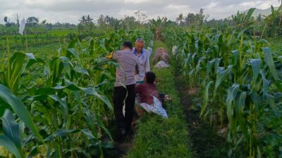 Kuripan Utara Siapkan Pola Tanam Adaptif di Musim Tak Menentu