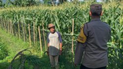 Pekarangan Bergizi, Inisiatif Ketahanan Pangan di Dasan Geres