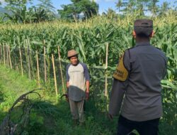 Pekarangan Bergizi, Inisiatif Ketahanan Pangan di Dasan Geres