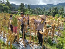 Polri Dukung Ketahanan Pangan Lewat Panen Raya di NTB