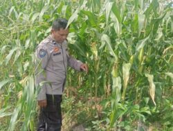 Ketahanan Pangan di Desa Beleka Lewat Silaturahmi Polisi dan Petani