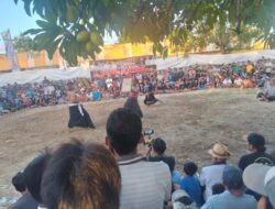 Meriah dan Sakral, Festival Peresean Guncang Lombok Barat