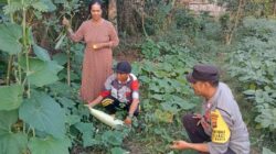 Dukung Program Ketahanan Pangan Nasional, Bhabinkamtibmas Polsek Monta Tinjau Lahan Sayur Warga Binaan