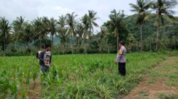 Bhabinkamtibmas di Gerung Dukung Petani Jagung di Giri Tembesi