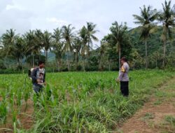 Polisi Bantu Petani: Sambang Pertanian di Dusun Pendem Baru