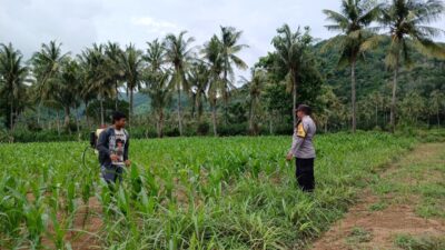 Bhabinkamtibmas di Gerung Dukung Petani Jagung di Giri Tembesi