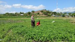 Dukung Ketahanan Pangan Nasional Bhabinkamtibmas Polsek Woha. Pantau Budi Daya Kangkung Milik Warga Binaan