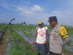 Polsek Kediri Libatkan Bhabinkamtibmas dalam Program Ketahanan Pangan di Desa Montong Are