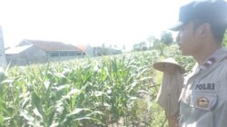ketahanan pangan, Bhabinkamtibmas, Labuapi, Polsek Labuapi, pekarangan produktif, pertanian lokal, sinergi polisi masyarakat, NTB, pangan nasional, Harkamtibmas