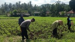 Sinergi Polisi-Warga Kuripan, Ketahanan Pangan Dimulai dari Pekarangan