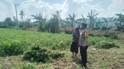 Sinergi TNI-Polri Dukung Ketahanan Pangan di Desa Taman Ayu, Gerung