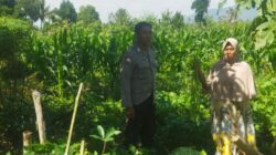 Perkuat Kamtibmas dan Ketahanan Pangan, Polsek Kediri Hadir di Tengah Sawah