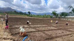 Semangat Membangun Indonesia Sebagai Lumbung Pangan Dunia dan Sukseskan Program Ketapang Nasional Bhabinkamtibmas Polsek Woha Pantau Budidaya Bawang Merah
