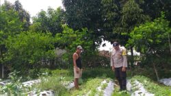 Bhabinkamtibmas Batulayar Dampingi Warga Panen Cabai, Dorong Pangan Mandiri dari Pekarangan