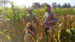 Satu Lahan, Banyak Manfaat: Ketahanan Pangan Dimulai dari Pekarangan di Tambang Eleh