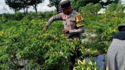 Bhabinkamtibmas Kuripan Utara Dampingi Petani Panen Cabai, Dukung Ketahanan Pangan