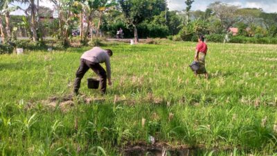 Dukung Ketahanan Pangan, Bhabinkamtibmas Kuripan Ajak Warga Manfaatkan Lahan Produktif