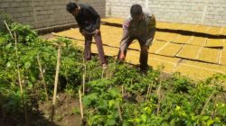 Polisi Ajak Warga Sekotong Tengah Bertani di Pekarangan, Wujudkan Desa Mandiri Pangan