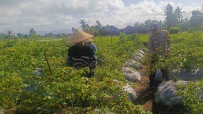 Polri Hadir di Ladang: Panen Cabai di Dusun Pelulan Jadi Simbol Ketahanan