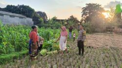 Polsek Kuripan Dukung Petani Jagung di Kumbung Barat Wujudkan Ketahanan Pangan