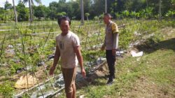 Sinergi Polri dan Petani Batu Putih Perkuat Ekonomi Lokal Sekotong