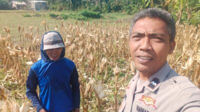 Sinergi Polri dan Petani Jagung Eyat Mayang Perkuat Ketahanan Pangan Nasional