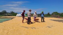 Bhabinkamtibmas Desa Talonang Baru Dampingi Panen dan Penjemuran Jagung Tahap II, Wujudkan Kehadiran Polri di Tengah Warga