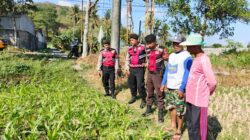 Polri Hadir Bantu Petani Jagung Wujudkan Swasembada di Lombok Barat