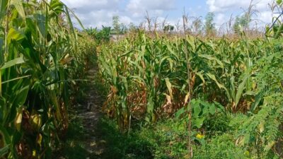 Polisi Dampingi Panen Jagung di Desa Beleka, Pastikan Harga dan Keamanan Terjaga
