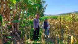 Kemitraan Strategis, Bhabinkamtibmas Lembar Dukung Petani Wujudkan Ketahanan Pangan