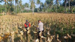 Panen Jagung di Dusun Lilin, Polsek Gerung Perkuat Sinergi dengan Petani