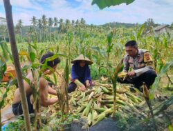 Sinergi Polisi dan Petani: Panen Jagung Dusun Jelateng Baru Dukung Ketahanan Pangan Lombok Barat