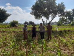 Bhabinkamtibmas dan PPL Desa Gelogor Dukung Petani Jagung Jaga Ketahanan Pangan Lombok Barat