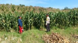 Dukung Ketahanan Pangan, Bhabinkamtibmas Buer Pantau Panen Jagung Petani