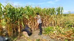 Bhabinkamtibmas Desa Hu’u Dampingi Warga Panen Jagung, Dorong Semangat Ketahanan Pangan