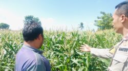 Polsek Labuapi Dorong Warga Desa Labuapi Manfaatkan Lahan Kosong untuk Ketahanan Pangan