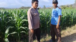 BKTM Desa Mbawi Laksanakan Pemantauan Lahan Jagung Milik Warga Binaan Dalam Rangka Mendukung Program Ketahanan Pangan Nasional Menuju Indonesia Emas 2045