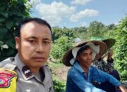 Bhabinkamtibmas Desa Pandan Duri Laksanakan Koordinasi Penanaman Jagung di Wilayah Terara