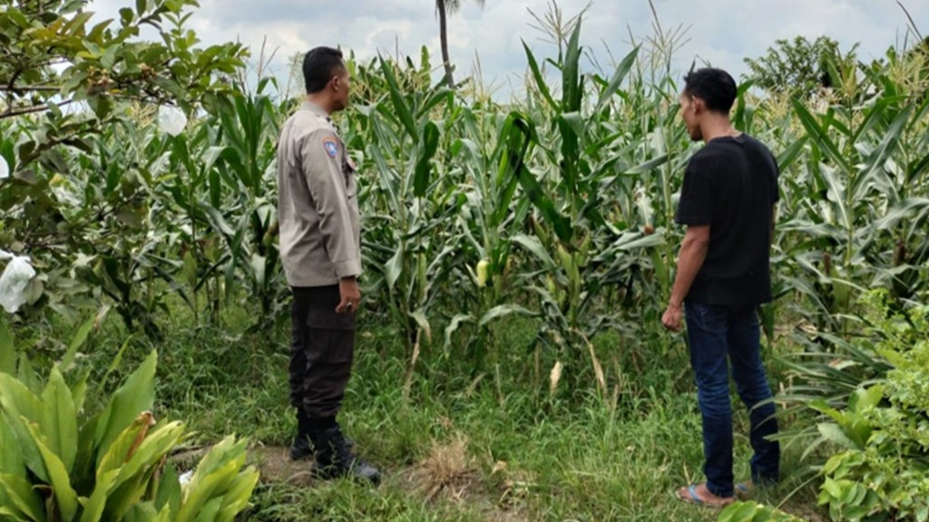 Upaya Ketahanan Pangan Lewat Pemanfaatan Lahan di Labuapi