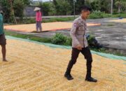 Bhabinkamtibmas Pantau Penjemuran Jagung Warga, Dukung Ketahanan Pangan Nasional