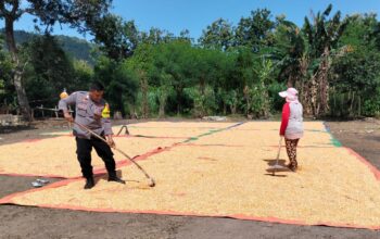 Lakukan Pemantauan Panen Jagung, Bhabinkamtibmas Dorong Distribusi Jagung ke Bulog