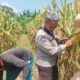 Optimalkan Potensi Agraria, Polsek Batulayar Edukasi Warga Manfaatkan Lahan Pekarangan untuk Budidaya Jagung