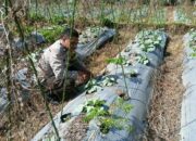 Bhabinkamtibmas Lendang Nangka Utara Cek Lahan Ketahanan Pangan Bergizi di Masbagik
