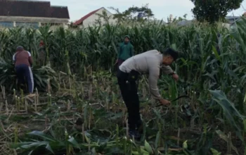 Program Ketahanan Pangan Polsek Labuapi Sasar Pekarangan