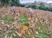 Polri Dampingi Panen Jagung demi Swasembada Pangan