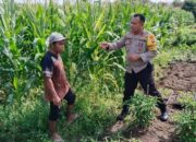 Bhabinkamtibmas Labuapi Dorong Swasembada Jagung di Lombok Barat